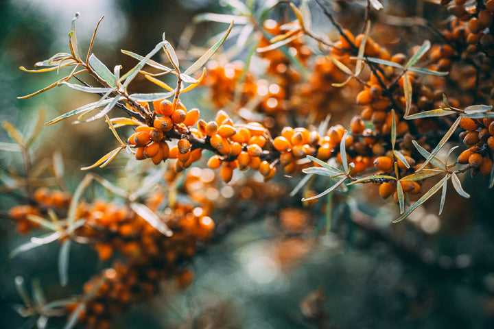 Fountain of Youth in a Berry: Sea Buckthorn's Stemcell Renewal Miracle
