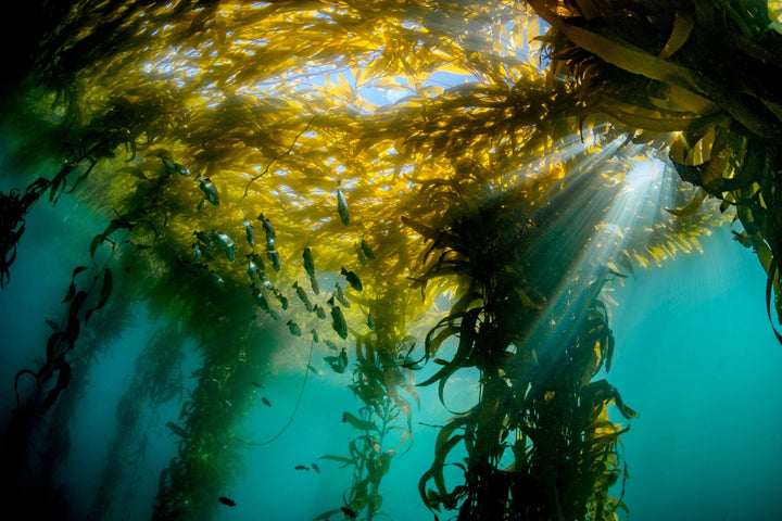 Beauty Beneath the Waves: Seaweed