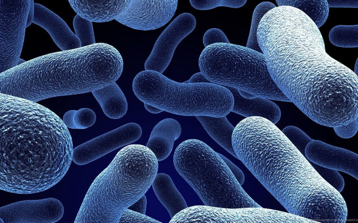 Gut to Glory: How Probiotics Transform Your Skin and Intestines